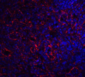 Immunofluorescence of BAFF-R