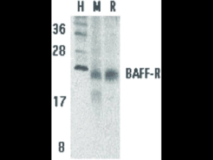 Western Blot of BAFF Receptor Antibody