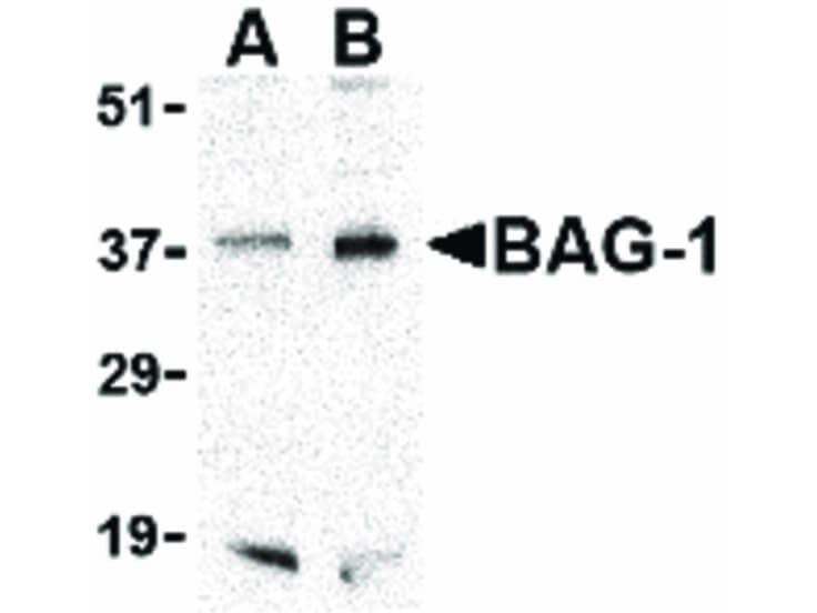 Western Blot of BAG-1 Antibody