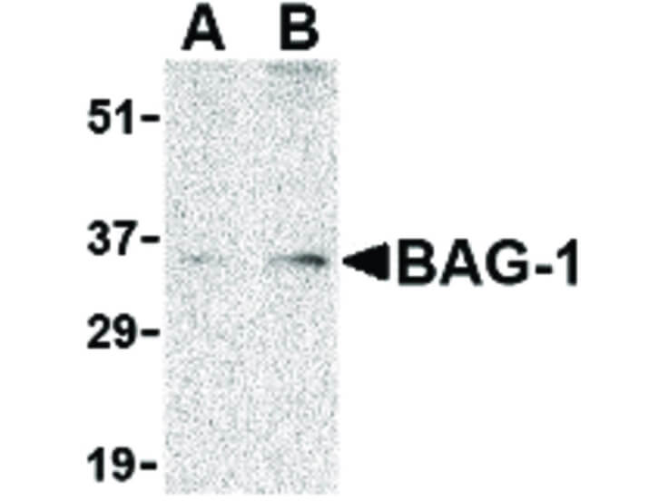 Western Blot of BAG-1 Antibody