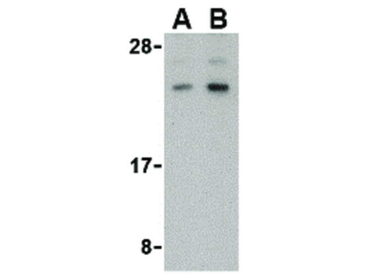 Western Blot of BANF1 Antibody