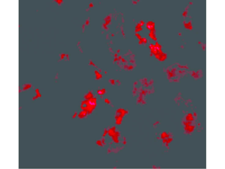 Immunofluorescence of BANF1 Antibody