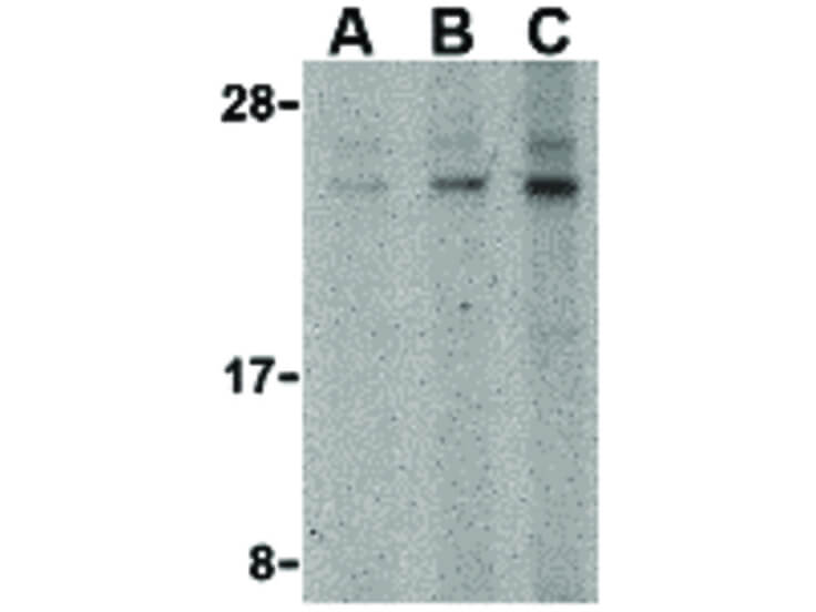 Western Blot of BANF1 Antibody