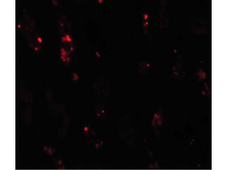 Immunofluorescence of BANP Antibody