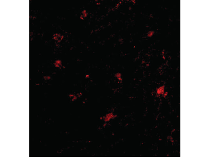 Immunofluorescence of BAP3 Antibody