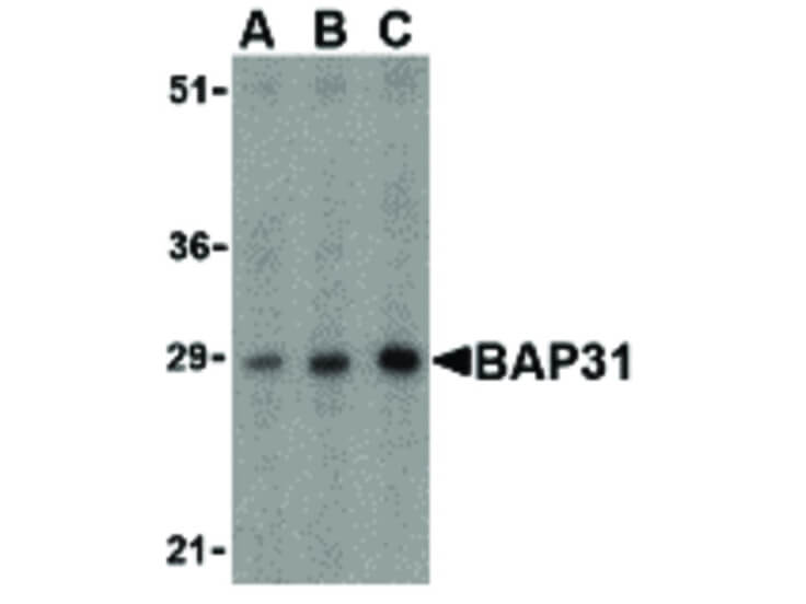 Western Blot of BAP31 Antibody