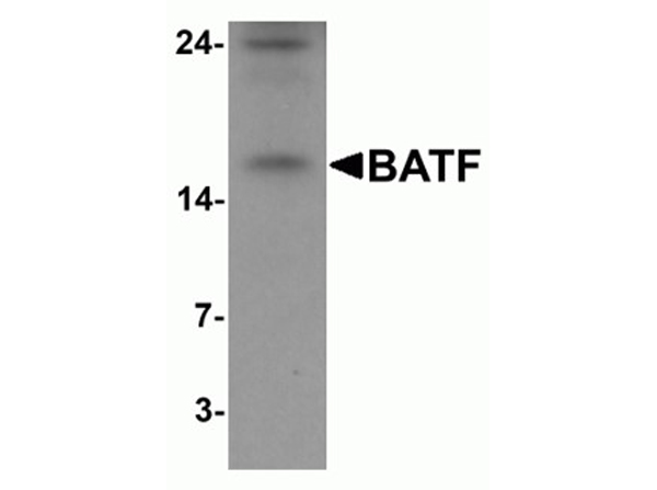 Western blot analysis of BATF