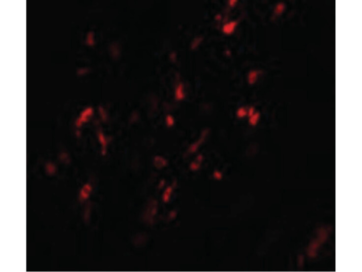 Immunofluorescence of BCAS1 Antibody