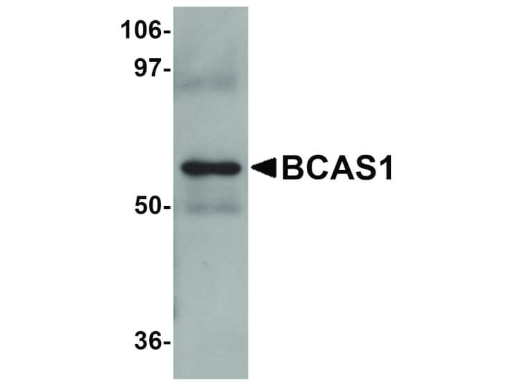 Western Blot of BCAS1 Antibody