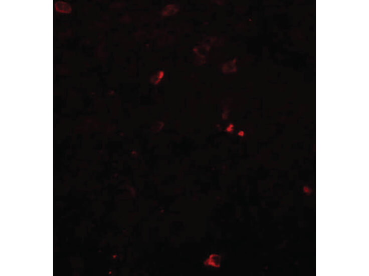 Immunofluorescence of BCAS3 Antibody