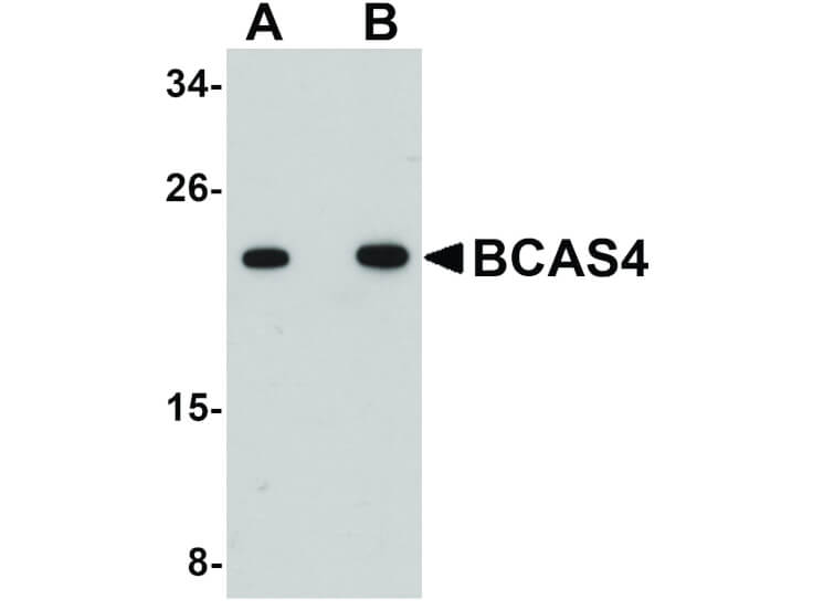 Western Blot of BCAS4 Antibody