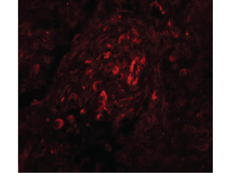 Immunofluorescence of BCAS4 Antibody