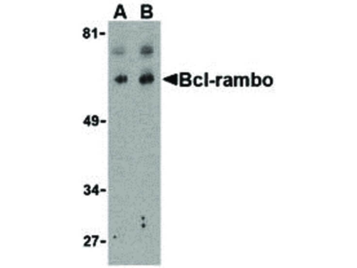 Western Blot of Bcl-rambo Antibody