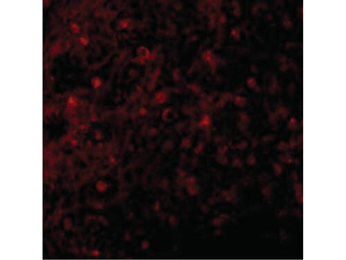 Immunofluorescence of BCMA Antibody
