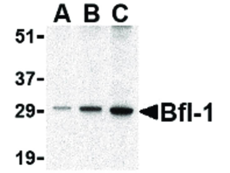 Western Blot of Bfl-1 Antibody