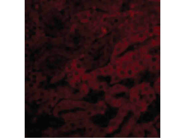 Immunofluorescence of Bfl-1 Antibody