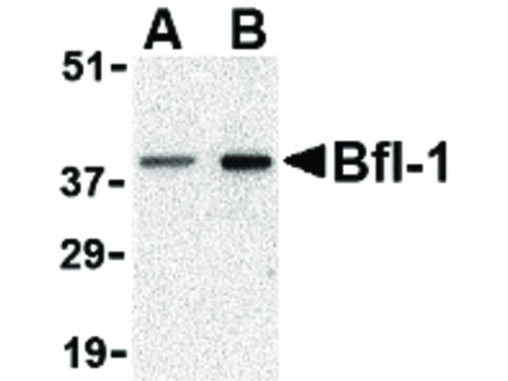 Western Blot of Bfl-1 Antibody