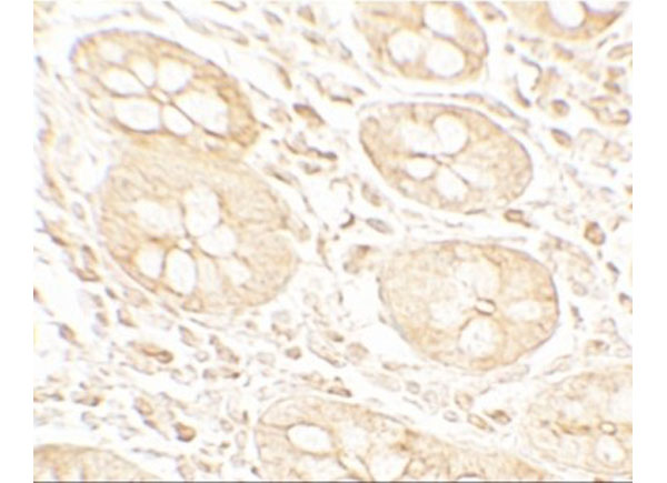 Immunohistochemistry of BHLHA15