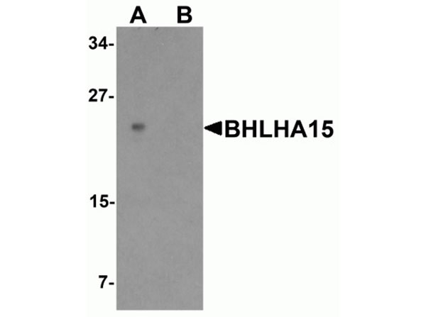 Western blot of BHLHA15