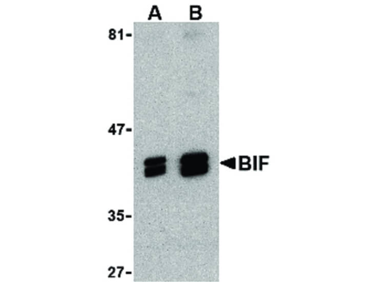 Western Blot of Bif Antibody