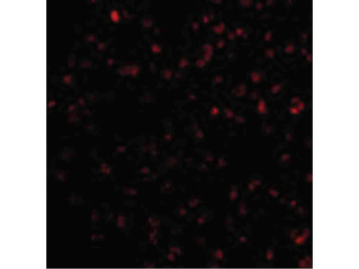 Immunofluorescence of Bik Antibody