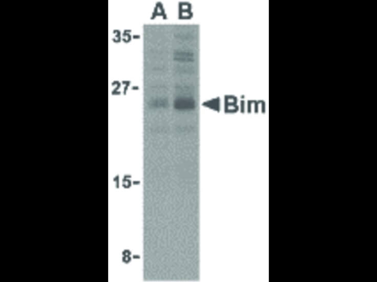 Western Blot of Bim Antibody