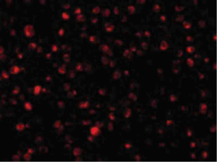 Immunofluorescence Microscopy of Bit1 antibody