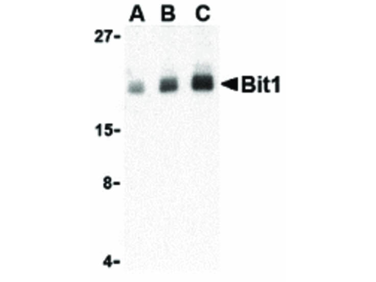 Western Blot of Bit1 Antibody