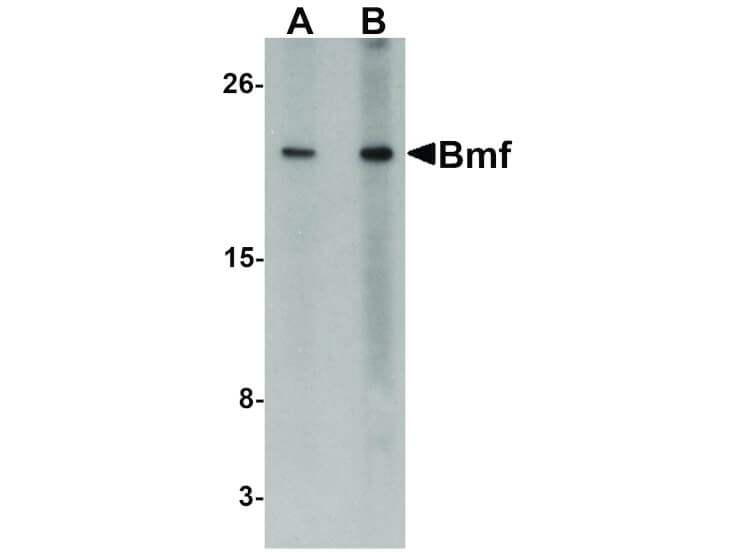 Western Blot of Bmf Antibody