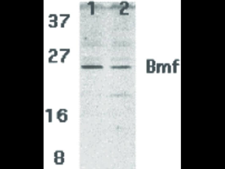 Western Blot of Bmf Antibody