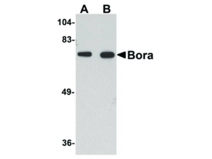 Western Blot of Bora Antibody