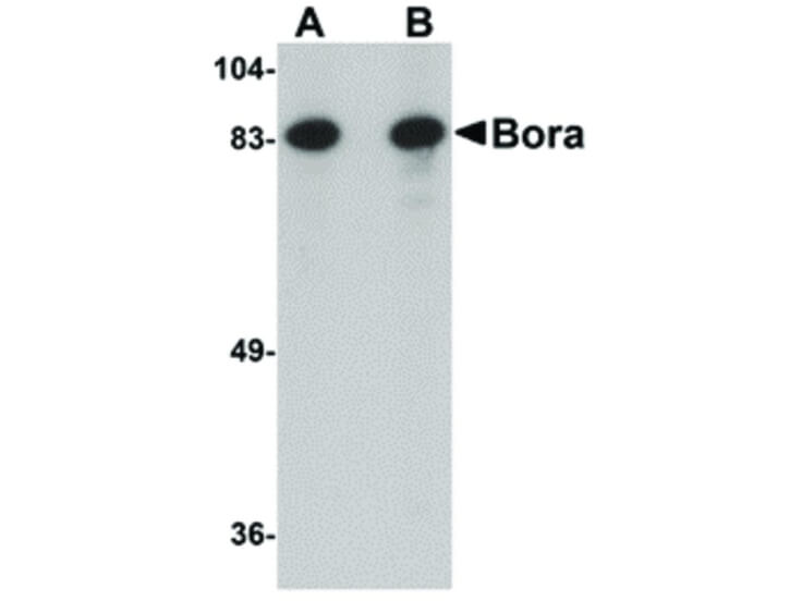 Western Blot of Bora Antibody