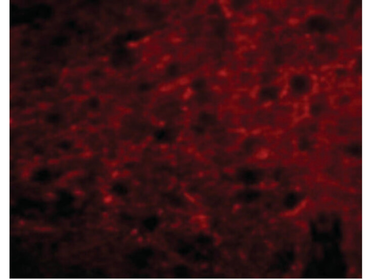 Immunofluorescence of Bora Antibody