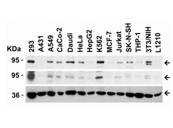 Western Blot of B-raf