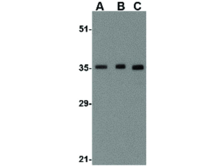 Western Blot of BRCC36 Antibody