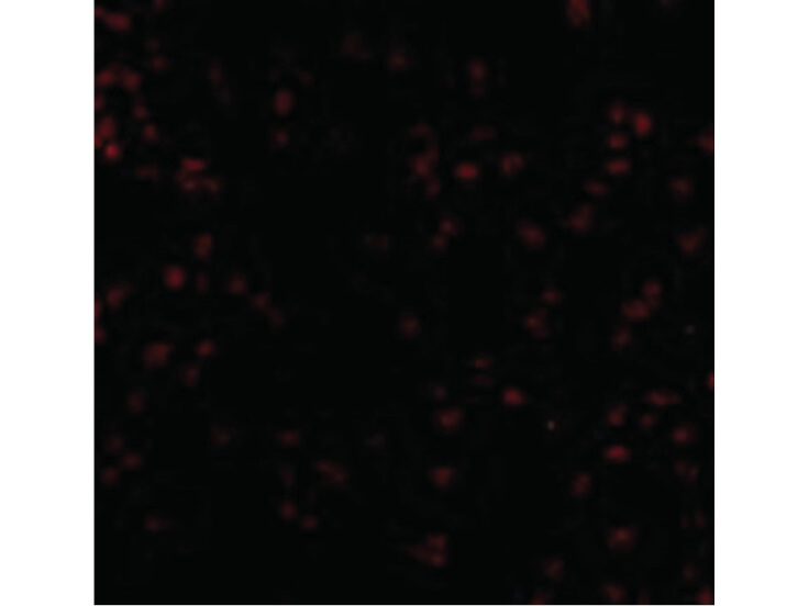 Immunofluorescence of Bub1 Antibody