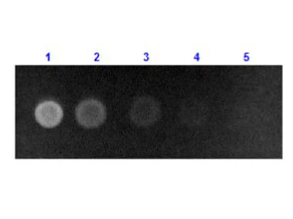 Dot Blot of Anti-Human Serum Albumin Antibody Fluorescein Conjugate