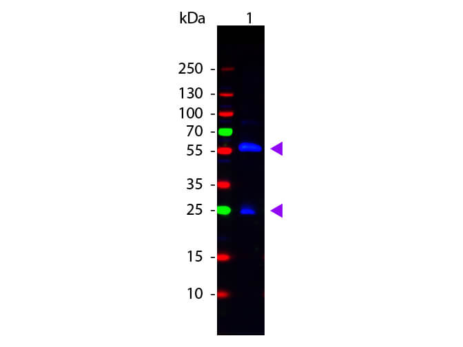 WB - Biotin Antibody Fluorescein Conjugated