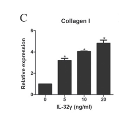 Anti-Collagen Type I FITC
