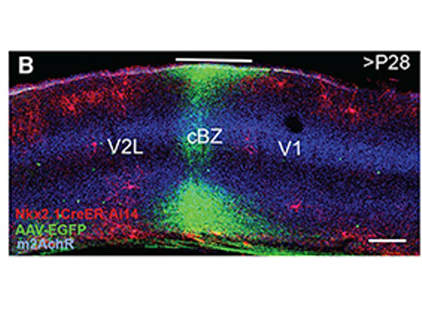 Immunofluorescence using FITC RFP