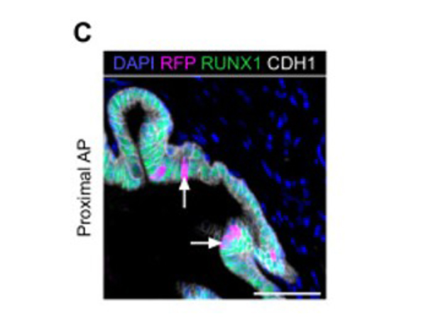 Immunofluorescence using FITC RFP