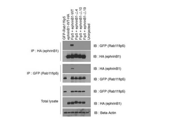 Western Blot using HRP GFP