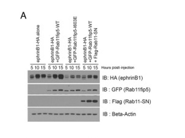 Western Blot using HRP GFP
