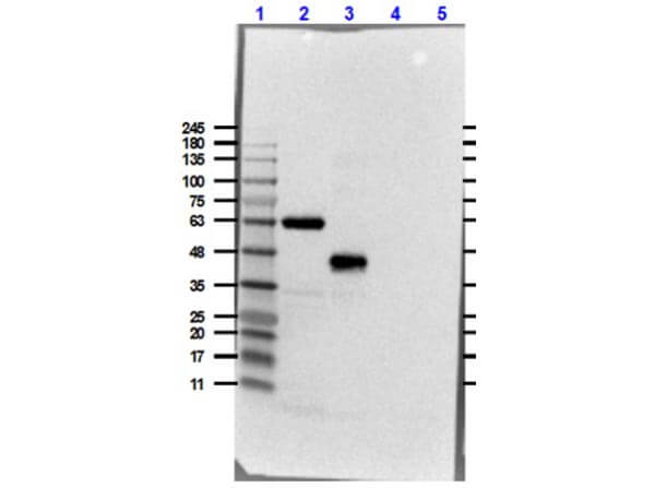 Western blot of Antibody for the detection of FLAG™ conjugated proteins Antibody Peroxidase Conjugated.