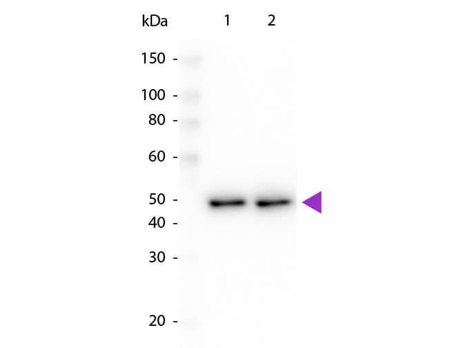 WB - DYKDDDDK Antibody same epitope as Sigma's Anti-FLAG HRP Conjugated