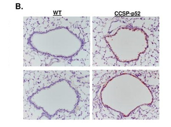 Immunohistochemistry using HRP FLAG