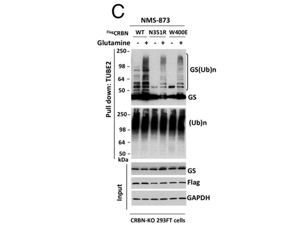 Western Blot using HRP FLAG