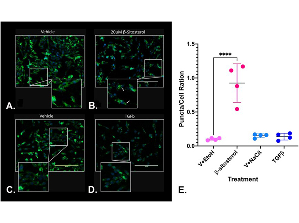 Immunofluorescence using Collagen Type 1 Biotin