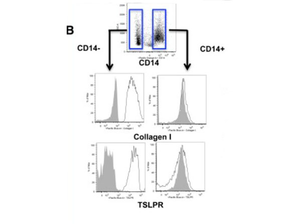 Flow Cytometry of Anti-Collagen Type I Antibody Biotin Conjugate