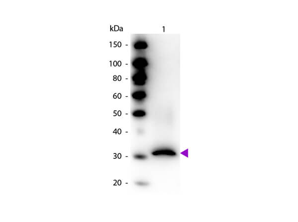 WB - RFP Antibody Biotin Conjugated Pre-adsorbed